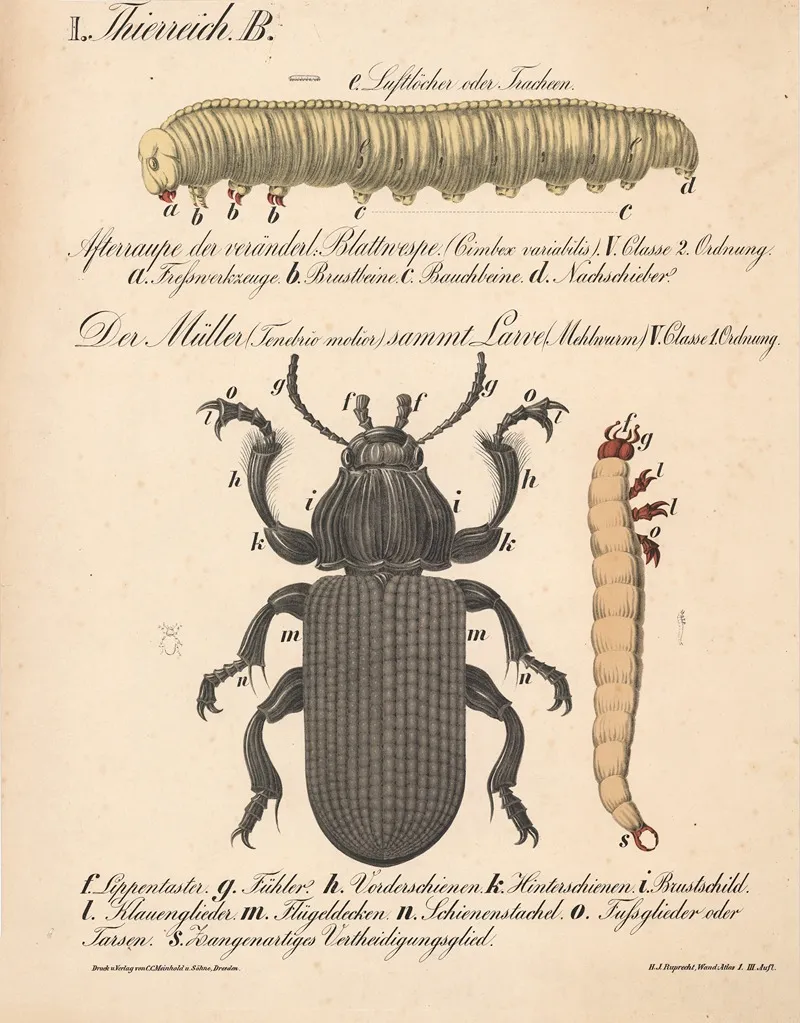 Der Muller Tenebrio Molior