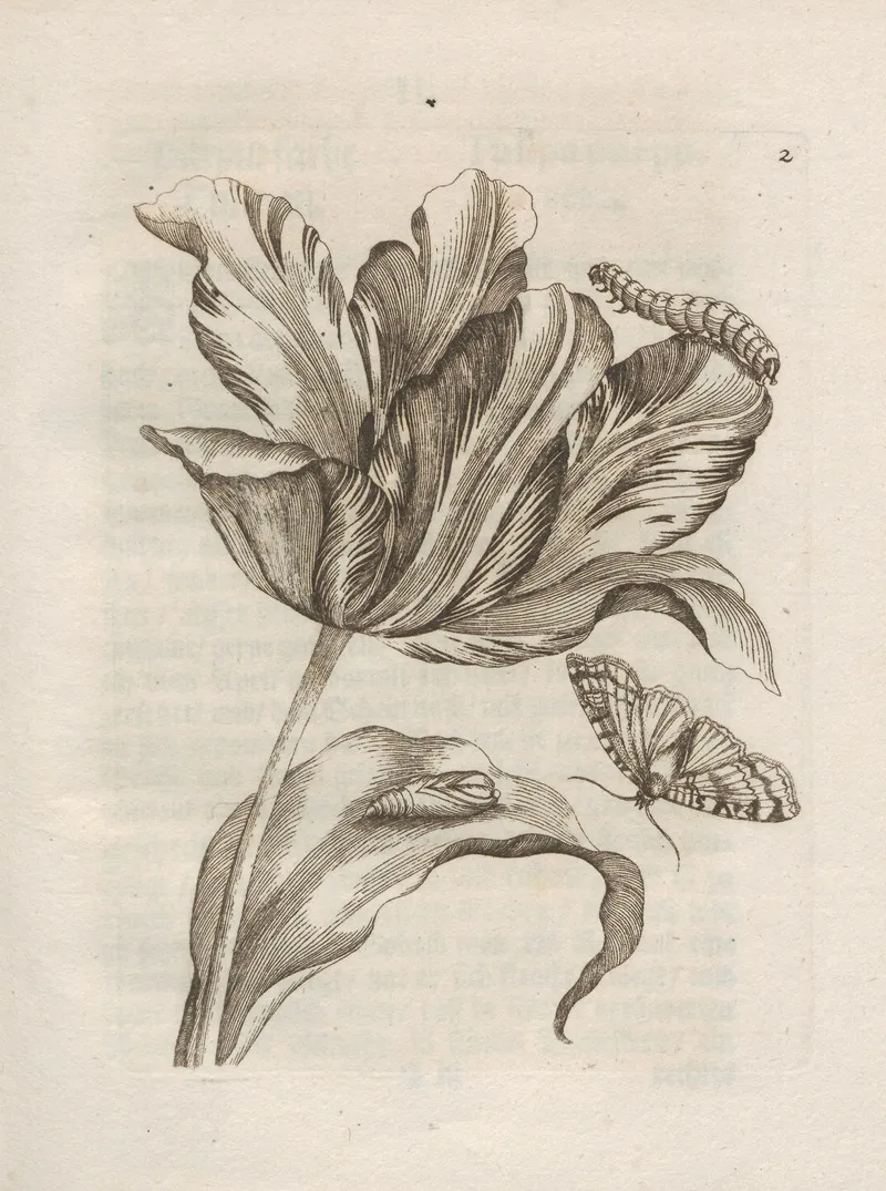 Der Raupen Wunderbare Verwandelung Und Sonderbare Blumen Nahrung Pl 003 by Maria Sibylla Merian - Canvas Print