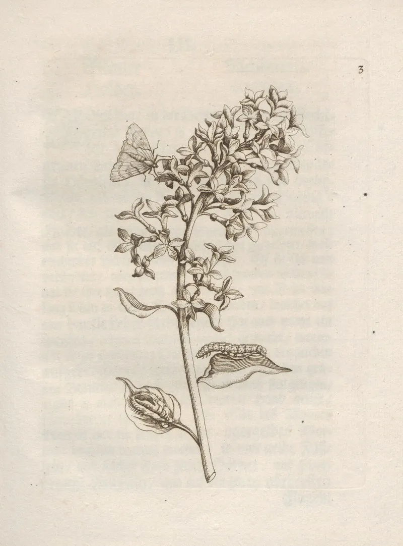Der Raupen Wunderbare Verwandelung Und Sonderbare Blumen Nahrung Pl 004