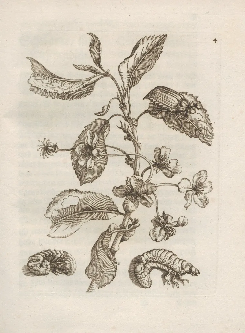 Der Raupen Wunderbare Verwandelung Und Sonderbare Blumen Nahrung Pl 005 by Maria Sibylla Merian - Canvas Print