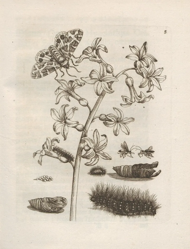 Der Raupen Wunderbare Verwandelung Und Sonderbare Blumen Nahrung Pl 006