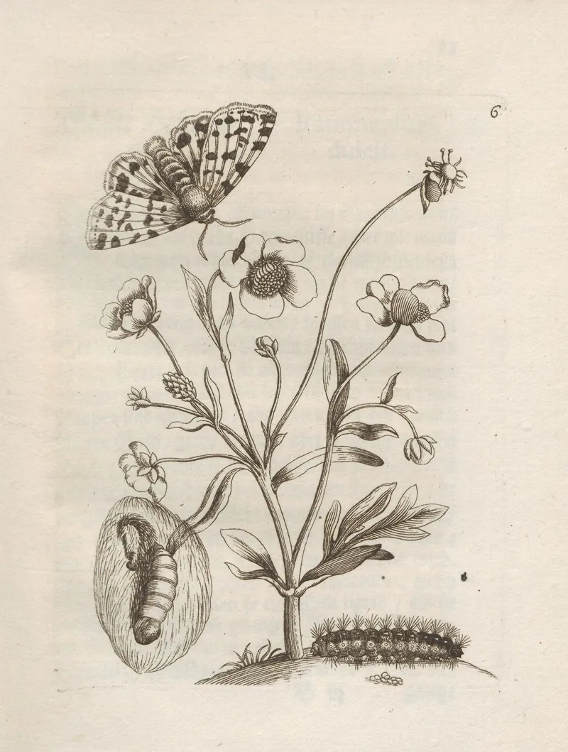 Der Raupen Wunderbare Verwandelung Und Sonderbare Blumen Nahrung Pl 007