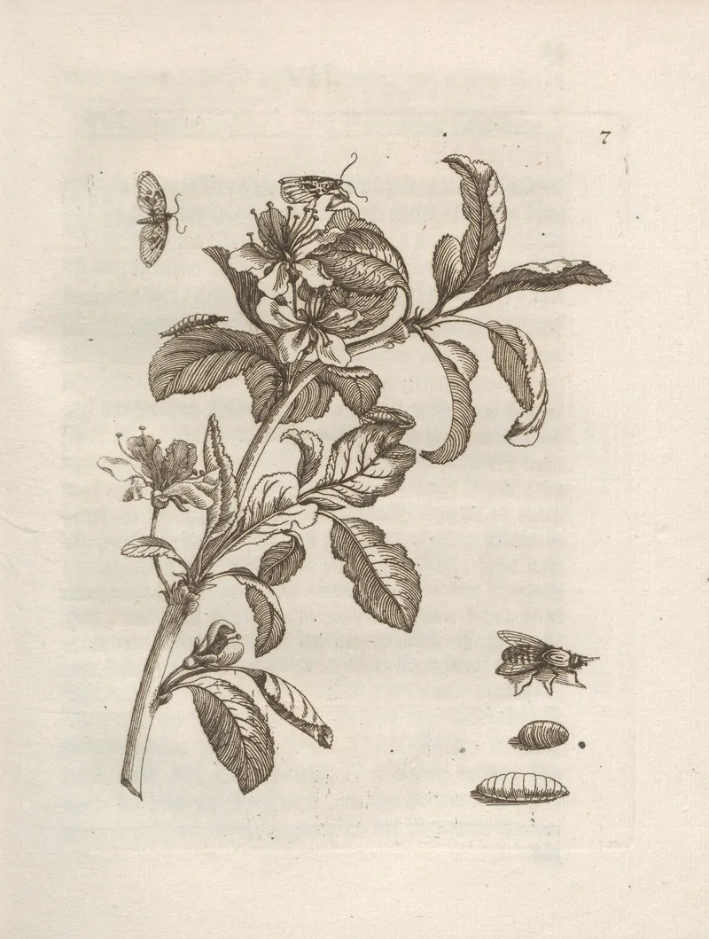 Der Raupen Wunderbare Verwandelung Und Sonderbare Blumen Nahrung Pl 008