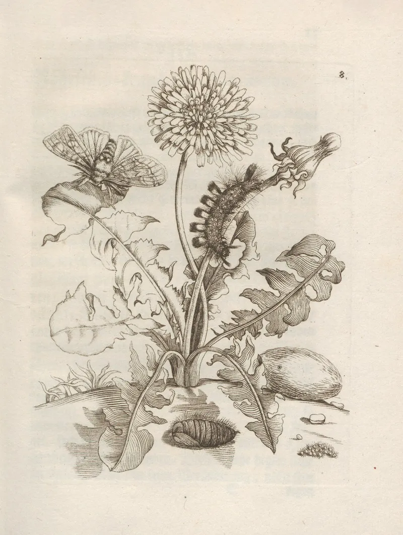 Der Raupen Wunderbare Verwandelung Und Sonderbare Blumen Nahrung Pl 009