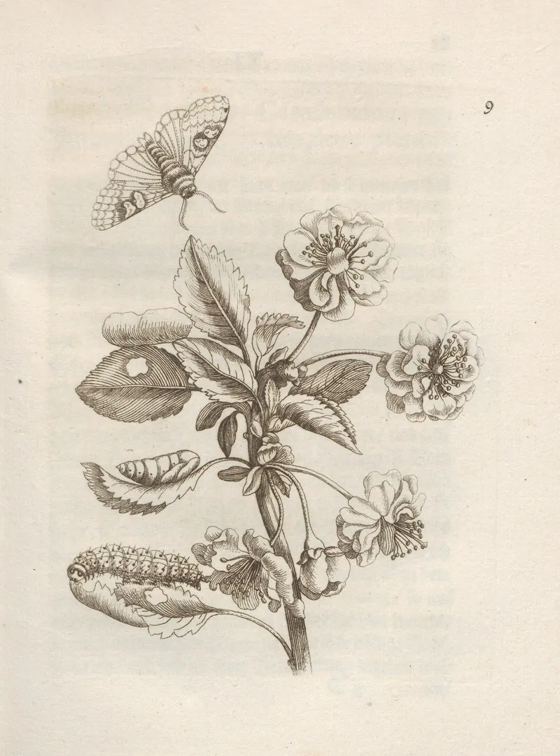 Der Raupen Wunderbare Verwandelung Und Sonderbare Blumen Nahrung Pl 010