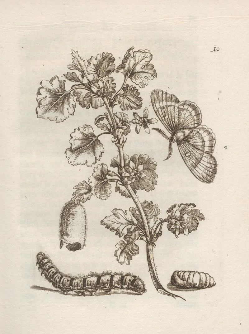 Der Raupen Wunderbare Verwandelung Und Sonderbare Blumen Nahrung Pl 011