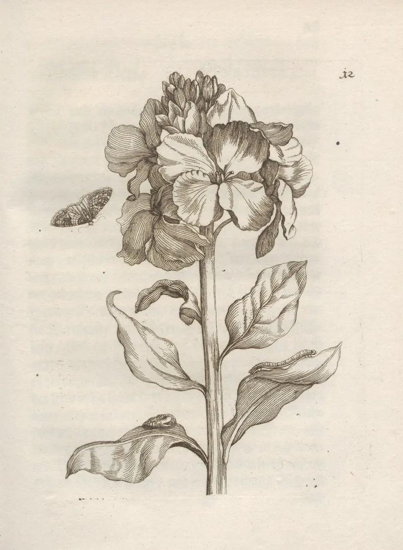 Der Raupen Wunderbare Verwandelung Und Sonderbare Blumen Nahrung Pl 013