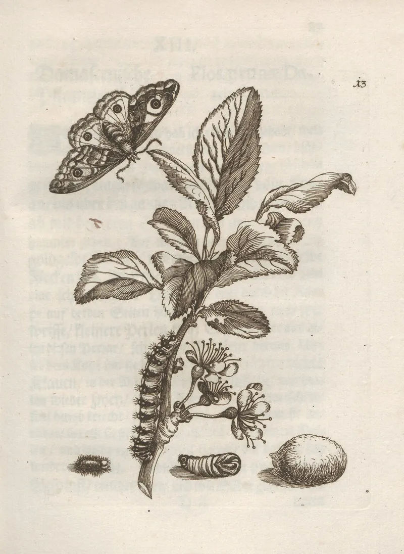 Der Raupen Wunderbare Verwandelung Und Sonderbare Blumen Nahrung Pl 014 by Maria Sibylla Merian - Canvas Print
