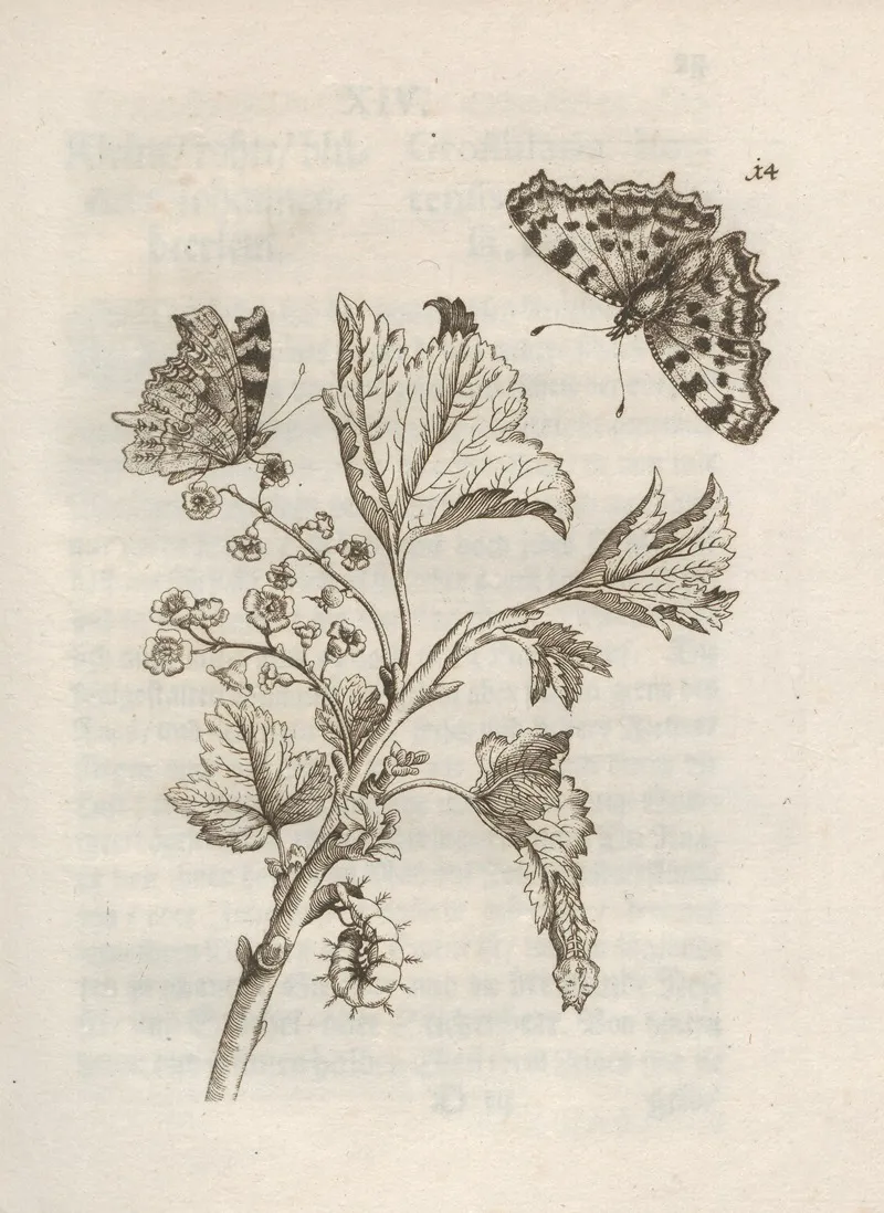 Der Raupen Wunderbare Verwandelung Und Sonderbare Blumen Nahrung Pl 015