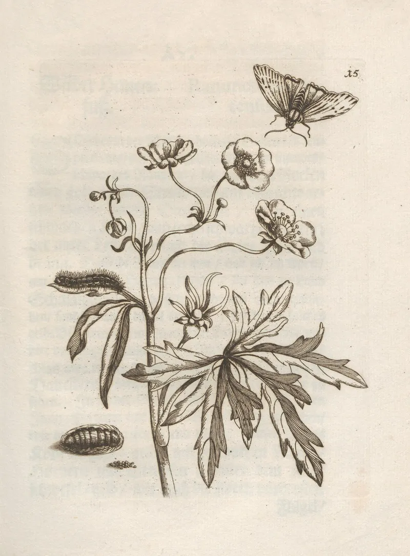 Der Raupen Wunderbare Verwandelung Und Sonderbare Blumen Nahrung Pl 016 by Maria Sibylla Merian - Canvas Print