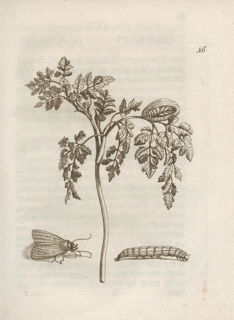 Der Raupen Wunderbare Verwandelung Und Sonderbare Blumen Nahrung Pl 017