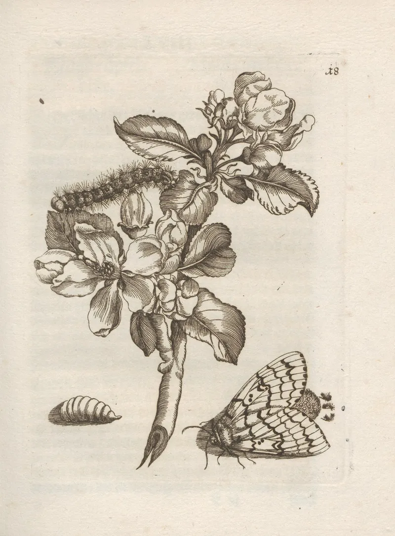 Der Raupen Wunderbare Verwandelung Und Sonderbare Blumen Nahrung Pl 019 by Maria Sibylla Merian - Canvas Print
