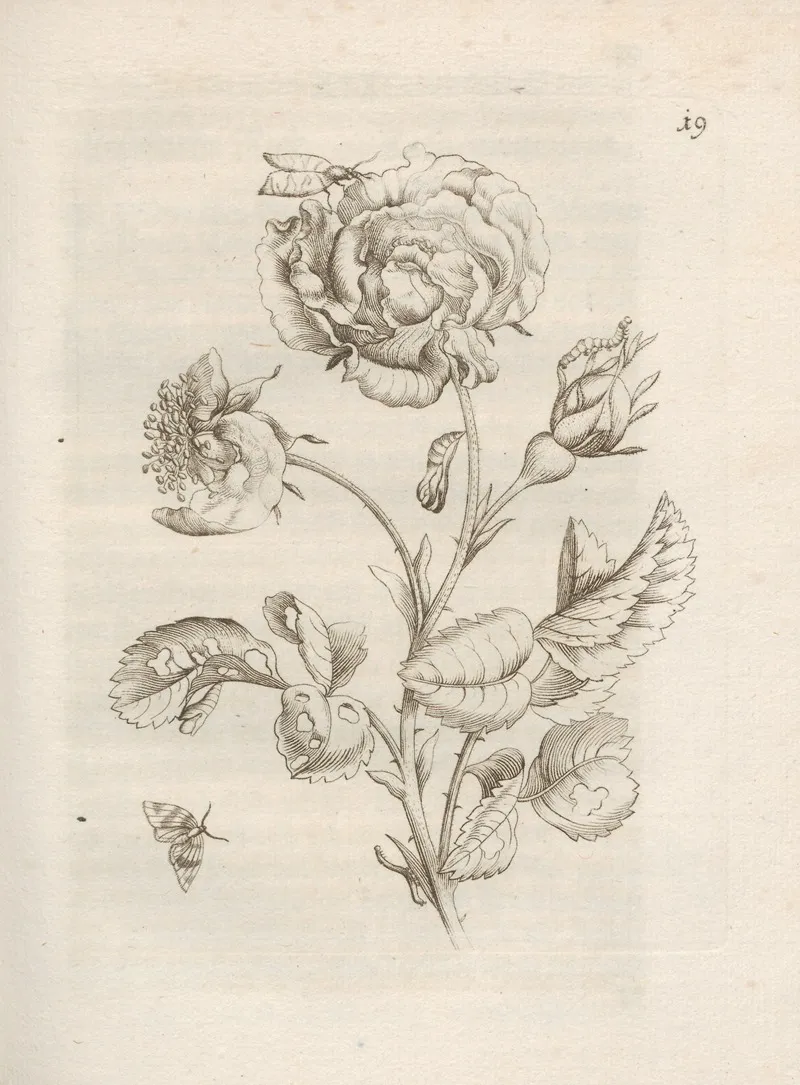 Der Raupen Wunderbare Verwandelung Und Sonderbare Blumen Nahrung Pl 020