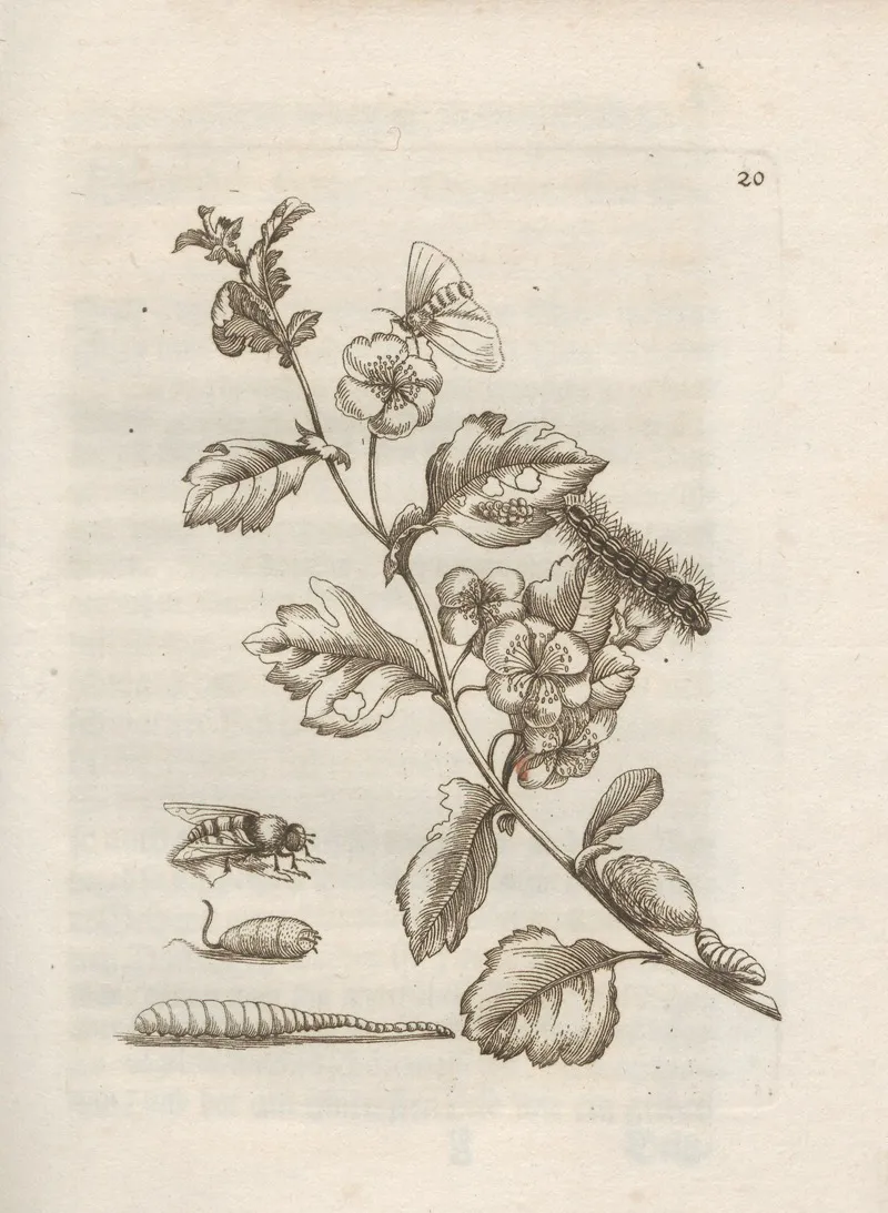 Der Raupen Wunderbare Verwandelung Und Sonderbare Blumen Nahrung Pl 021 by Maria Sibylla Merian - Canvas Print