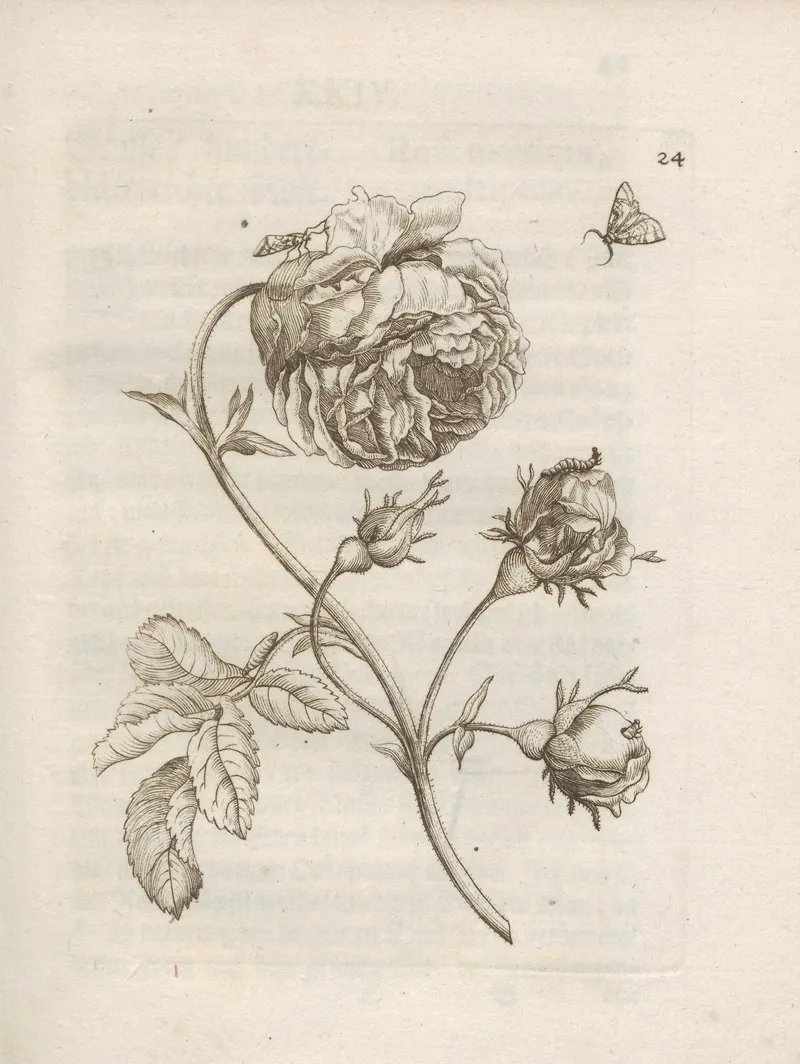 Der Raupen Wunderbare Verwandelung Und Sonderbare Blumen Nahrung Pl 025