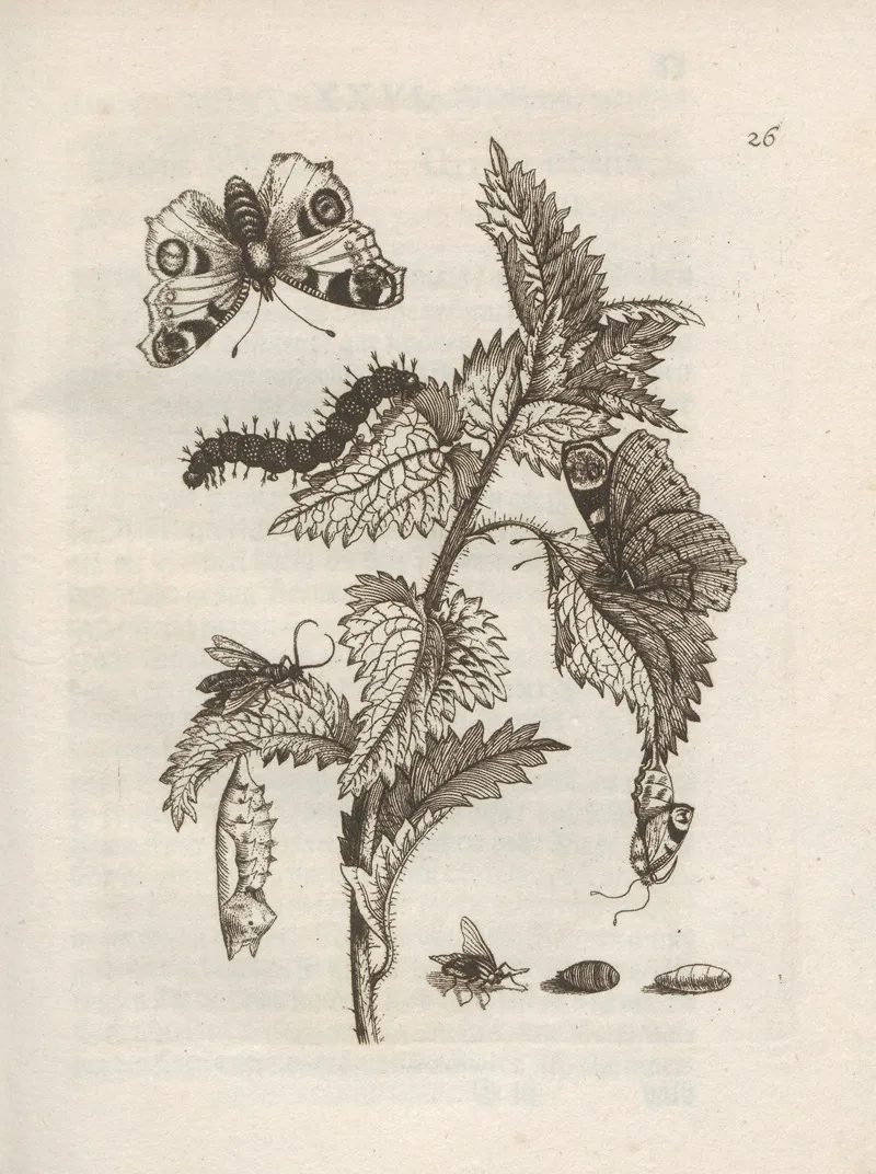 Der Raupen Wunderbare Verwandelung Und Sonderbare Blumen Nahrung Pl 027