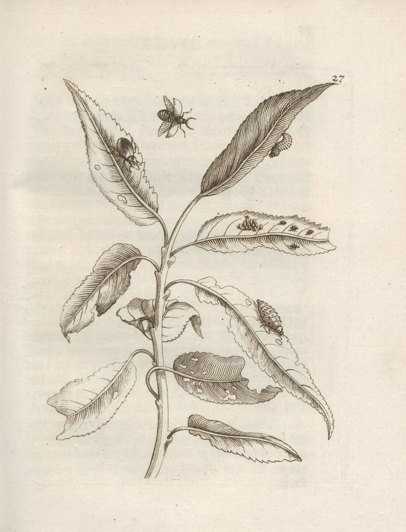 Der Raupen Wunderbare Verwandelung Und Sonderbare Blumen Nahrung Pl 028