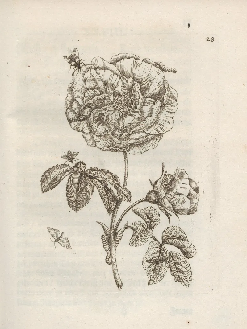 Der Raupen Wunderbare Verwandelung Und Sonderbare Blumen Nahrung Pl 029