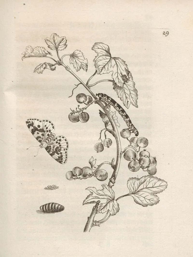 Der Raupen Wunderbare Verwandelung Und Sonderbare Blumen Nahrung Pl 030 by Maria Sibylla Merian - Canvas Print