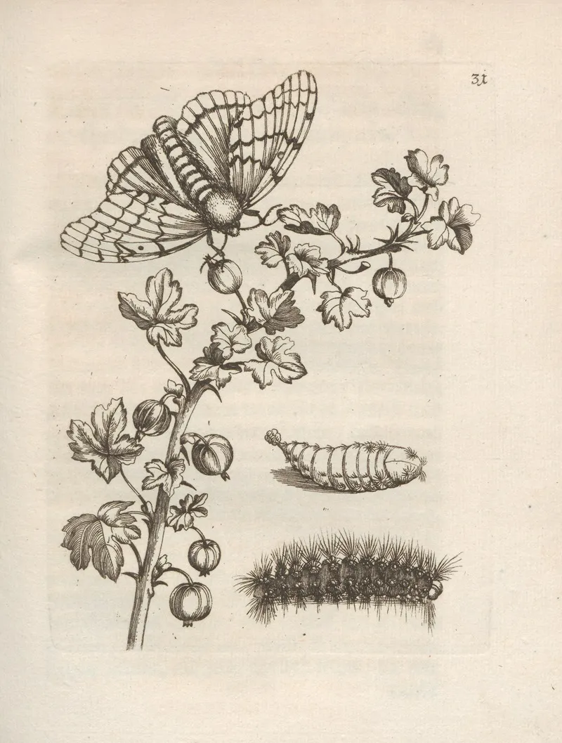 Der Raupen Wunderbare Verwandelung Und Sonderbare Blumen Nahrung Pl 032 by Maria Sibylla Merian - Canvas Print