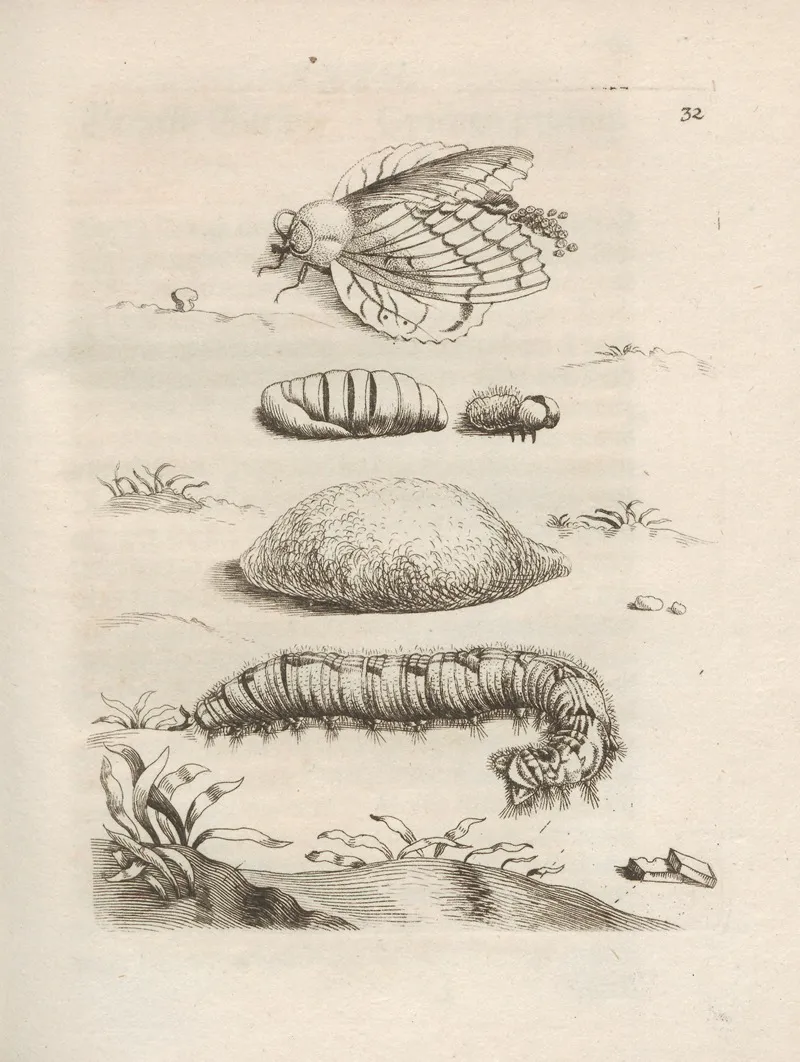 Der Raupen Wunderbare Verwandelung Und Sonderbare Blumen Nahrung Pl 033 by Maria Sibylla Merian - Canvas Print