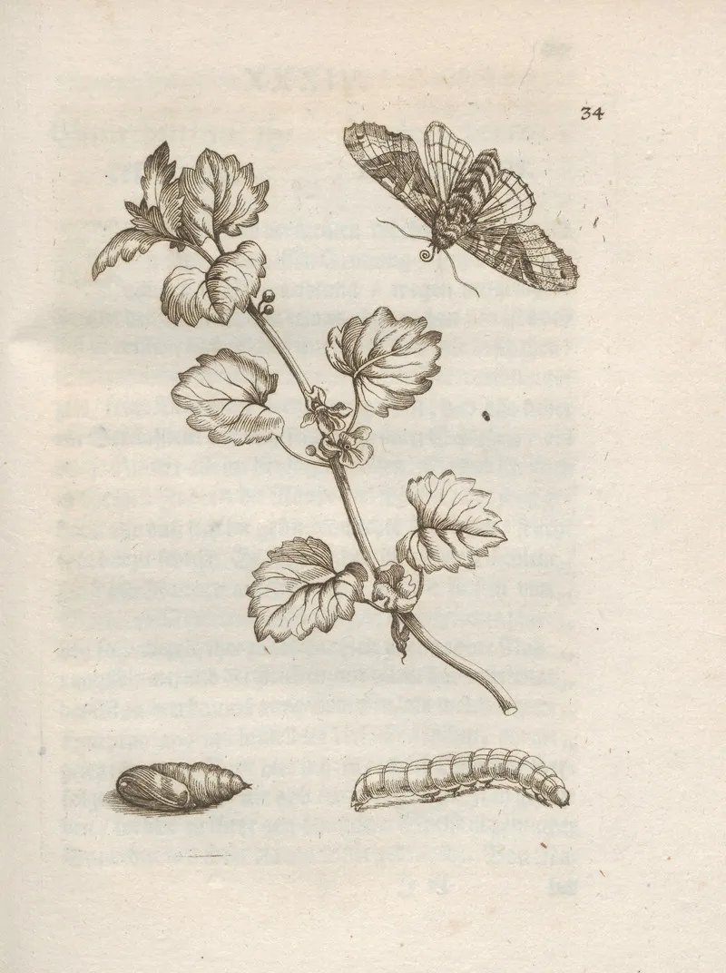 Der Raupen Wunderbare Verwandelung Und Sonderbare Blumen Nahrung Pl 035 by Maria Sibylla Merian - Canvas Print