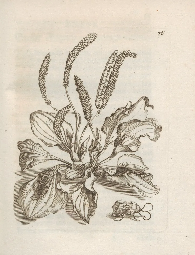 Der Raupen Wunderbare Verwandelung Und Sonderbare Blumen Nahrung Pl 037