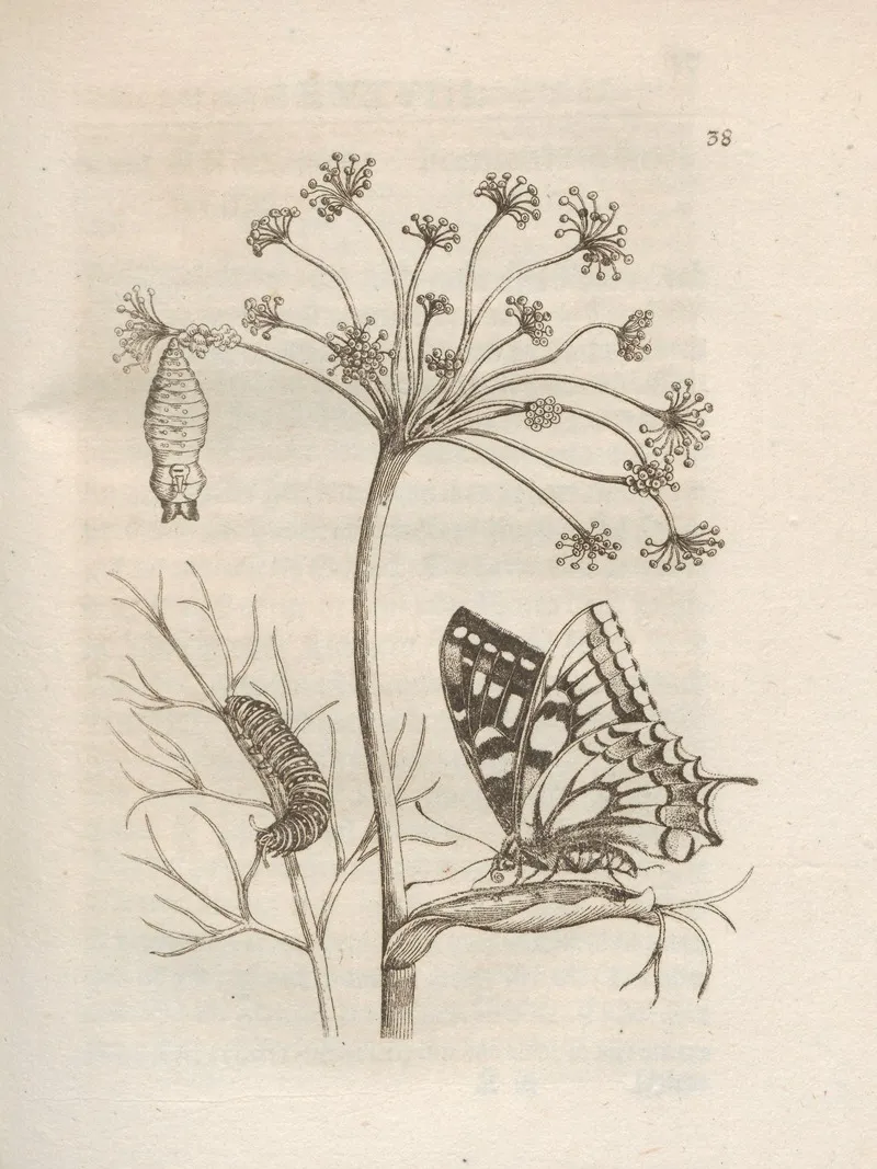 Der Raupen Wunderbare Verwandelung Und Sonderbare Blumen Nahrung Pl 039 by Maria Sibylla Merian - Canvas Print