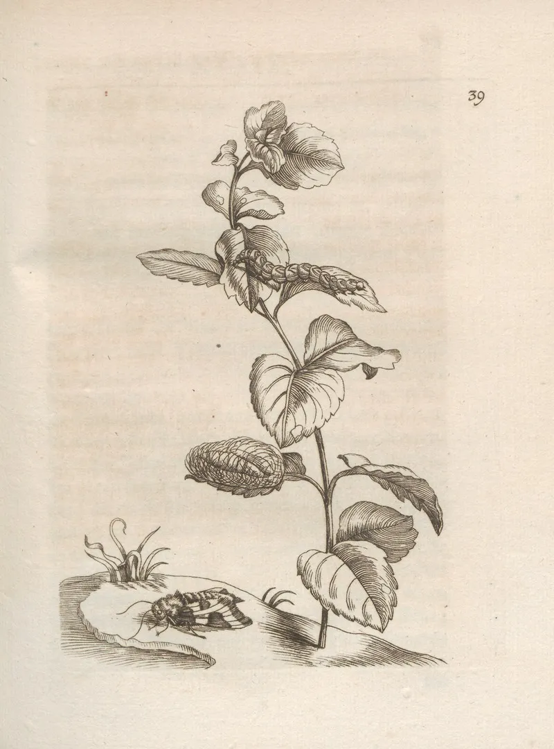 Der Raupen Wunderbare Verwandelung Und Sonderbare Blumen Nahrung Pl 040 by Maria Sibylla Merian - Canvas Print