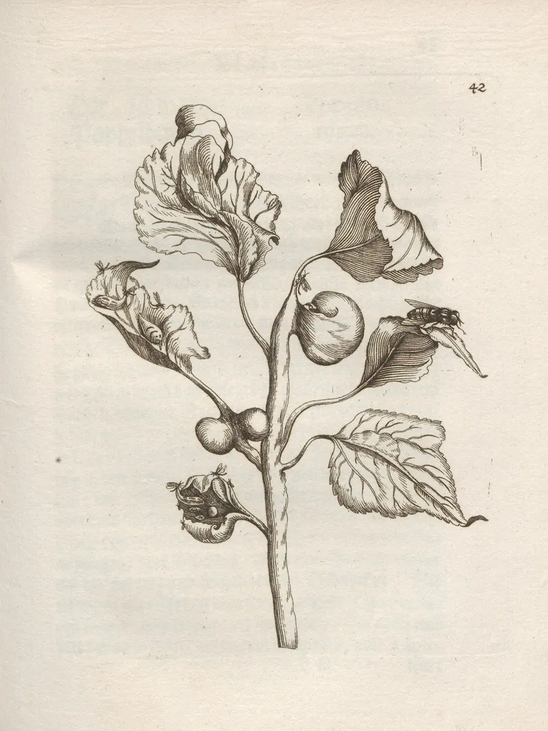Der Raupen Wunderbare Verwandelung Und Sonderbare Blumen Nahrung Pl 043