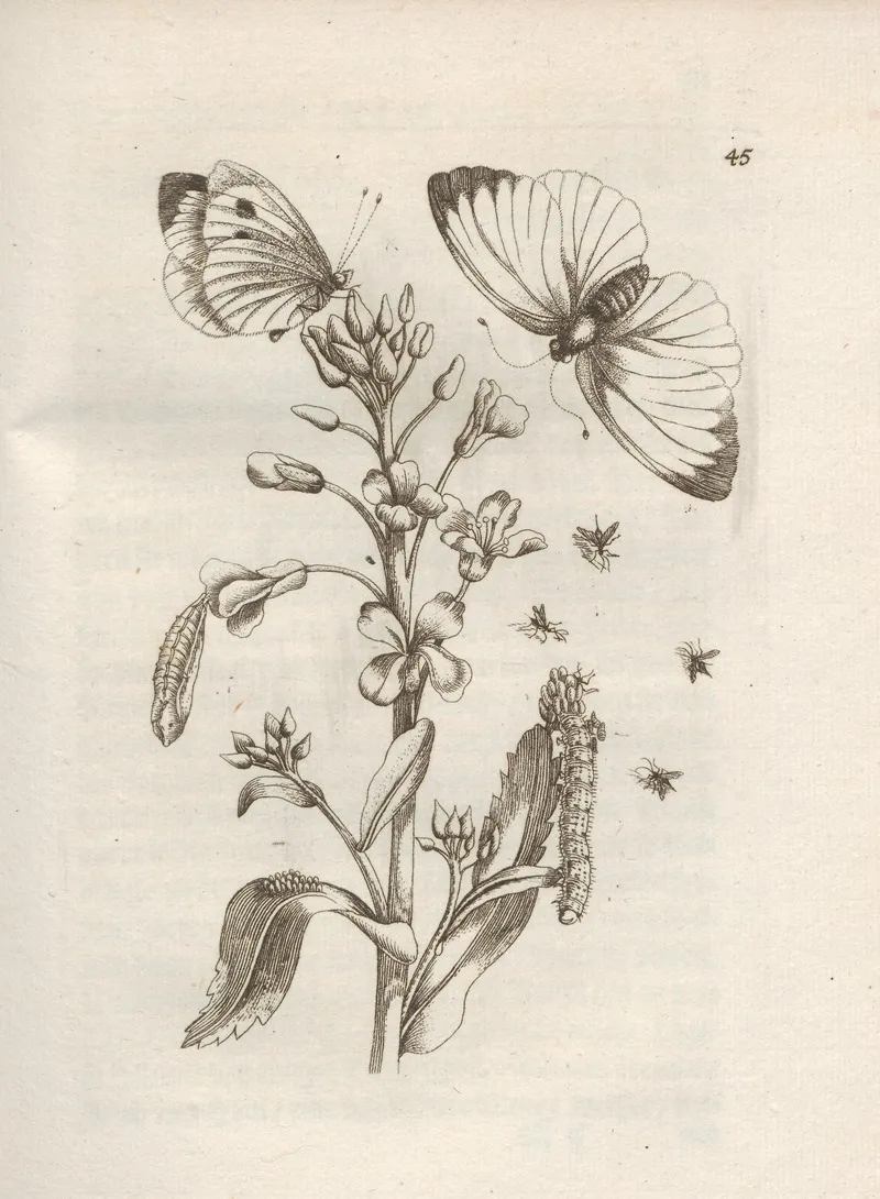 Der Raupen Wunderbare Verwandelung Und Sonderbare Blumen Nahrung Pl 046