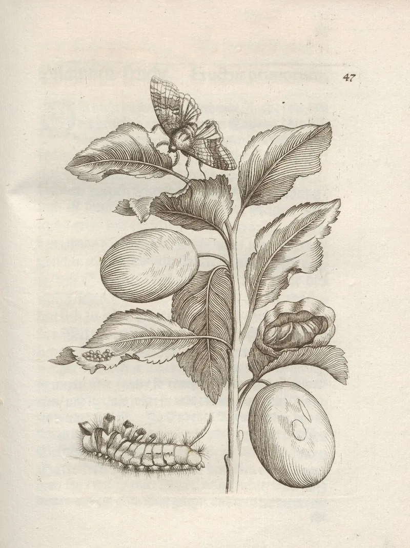 Der Raupen Wunderbare Verwandelung Und Sonderbare Blumen Nahrung Pl 048