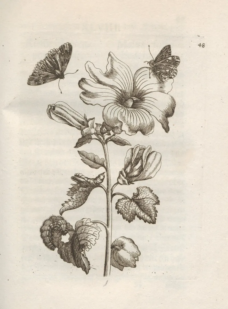 Der Raupen Wunderbare Verwandelung Und Sonderbare Blumen Nahrung Pl 049