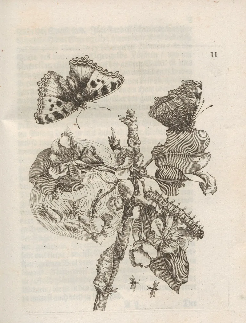 Der Raupen Wunderbare Verwandelung Und Sonderbare Blumen Nahrung Pl 053