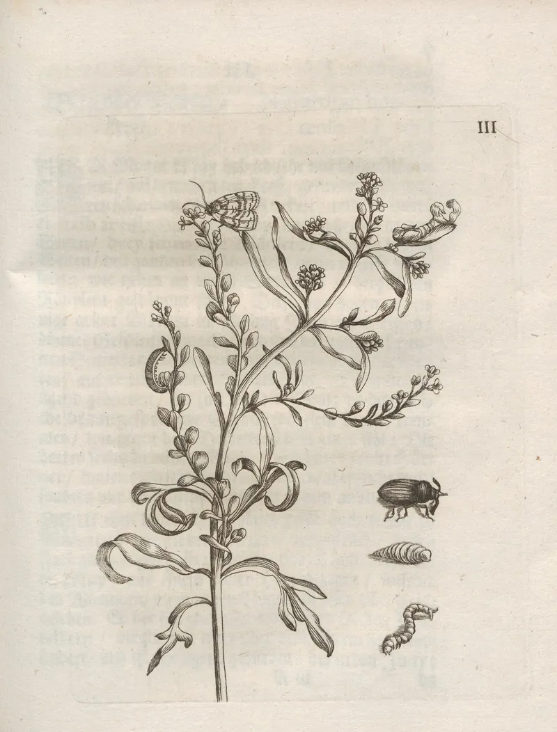 Der Raupen Wunderbare Verwandelung Und Sonderbare Blumen Nahrung Pl 054 by Maria Sibylla Merian - Canvas Print