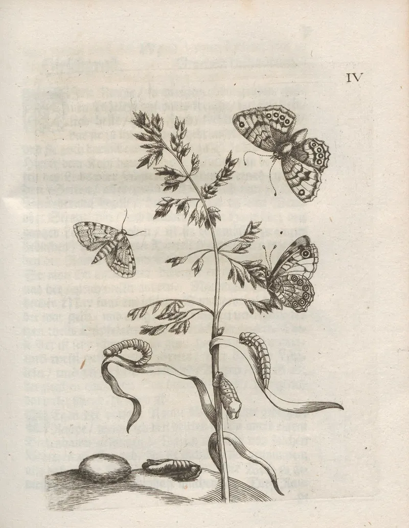 Der Raupen Wunderbare Verwandelung Und Sonderbare Blumen Nahrung Pl 055