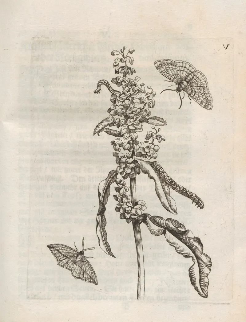 Der Raupen Wunderbare Verwandelung Und Sonderbare Blumen Nahrung Pl 056