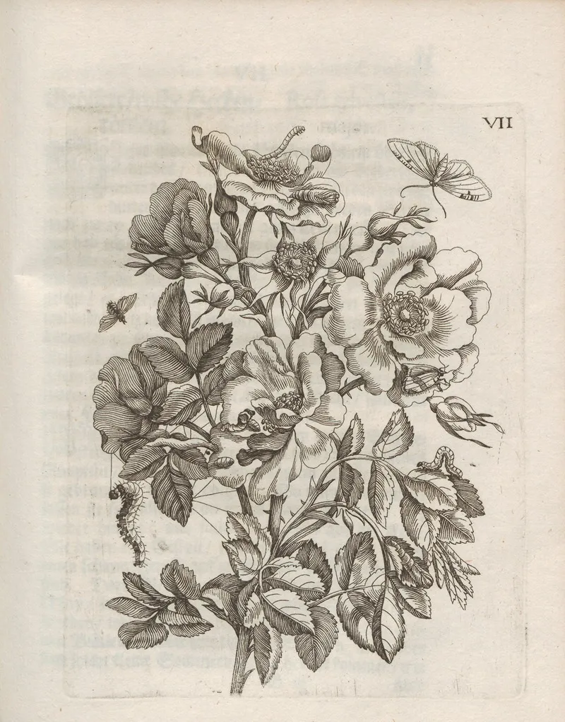 Der Raupen Wunderbare Verwandelung Und Sonderbare Blumen Nahrung Pl 058