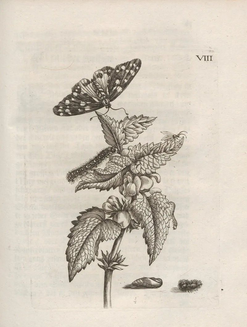 Der Raupen Wunderbare Verwandelung Und Sonderbare Blumen Nahrung Pl 059