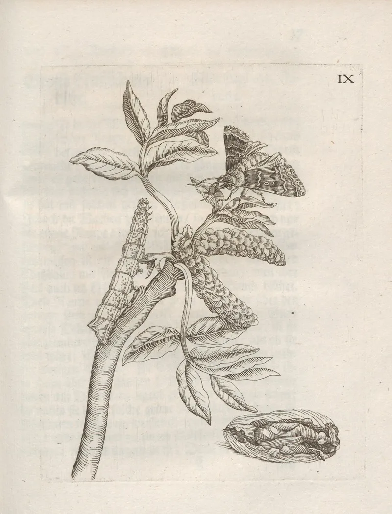 Der Raupen Wunderbare Verwandelung Und Sonderbare Blumen Nahrung Pl 060