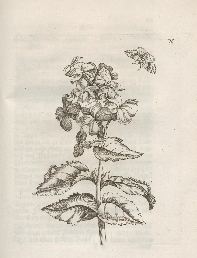 Der Raupen Wunderbare Verwandelung Und Sonderbare Blumen Nahrung Pl 061