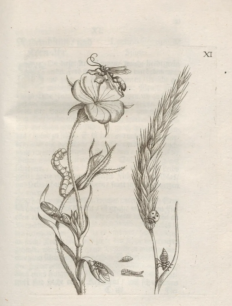 Der Raupen Wunderbare Verwandelung Und Sonderbare Blumen Nahrung Pl 062