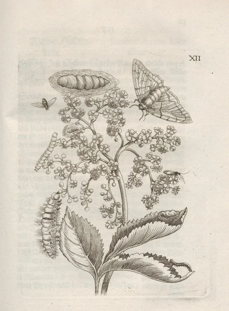 Der Raupen Wunderbare Verwandelung Und Sonderbare Blumen Nahrung Pl 063