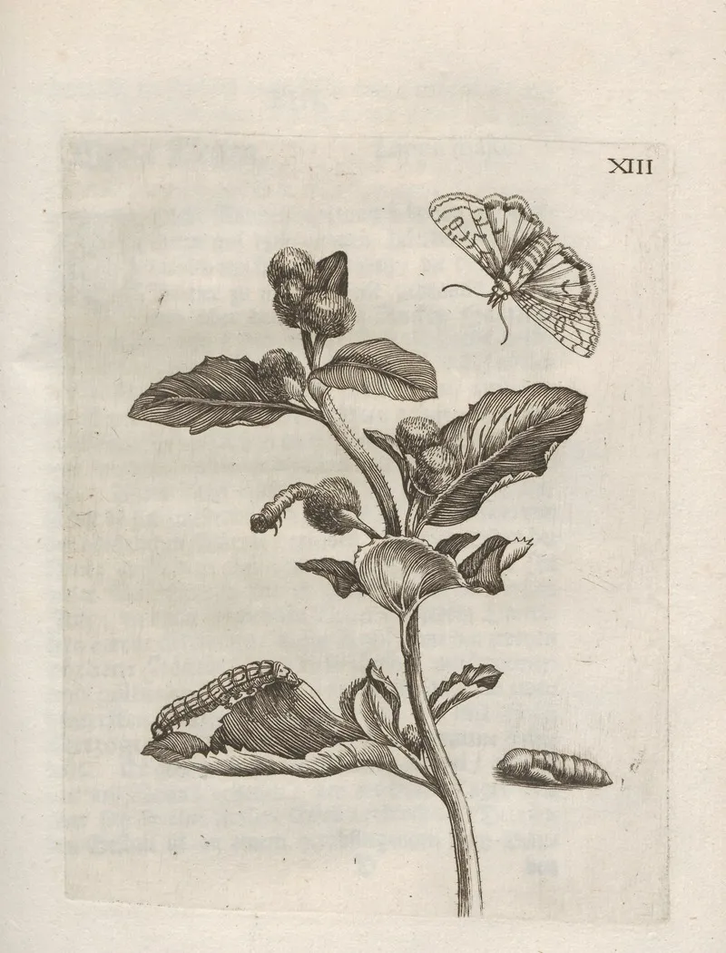 Der Raupen Wunderbare Verwandelung Und Sonderbare Blumen Nahrung Pl 064 by Maria Sibylla Merian - Canvas Print