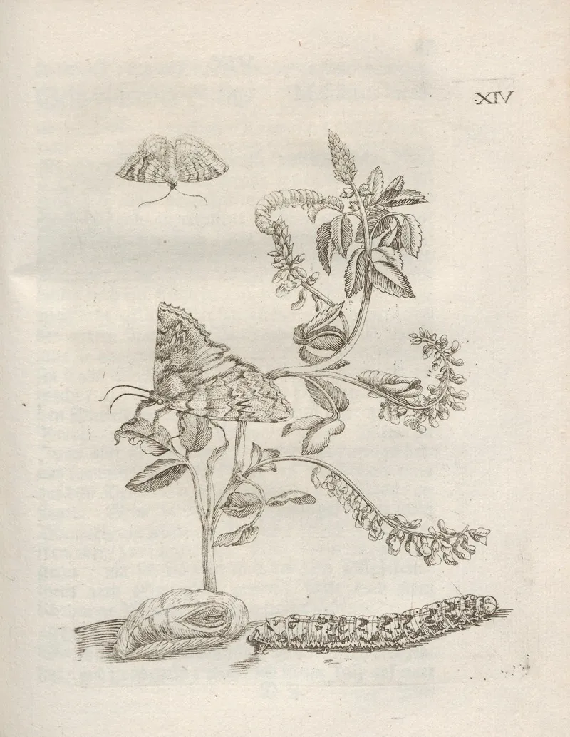 Der Raupen Wunderbare Verwandelung Und Sonderbare Blumen Nahrung Pl 065
