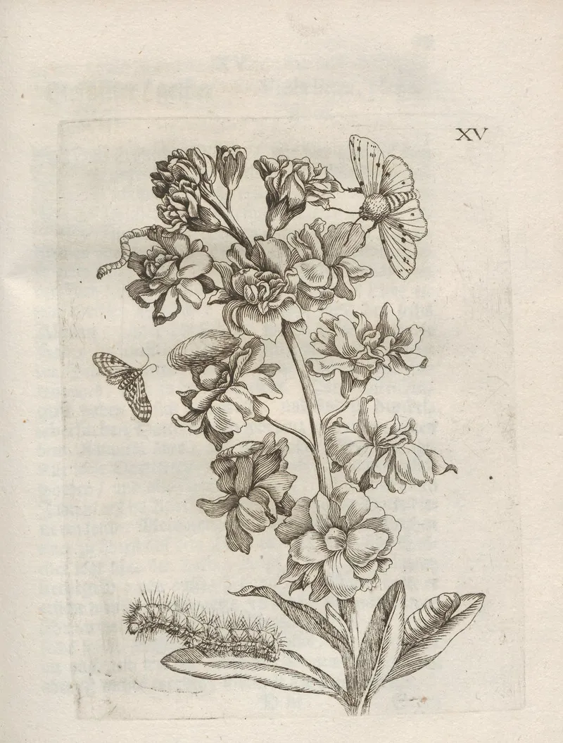 Der Raupen Wunderbare Verwandelung Und Sonderbare Blumen Nahrung Pl 066