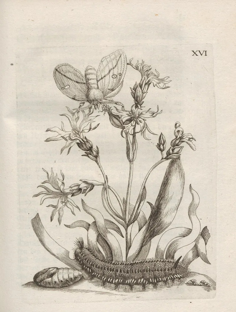 Der Raupen Wunderbare Verwandelung Und Sonderbare Blumen Nahrung Pl 067