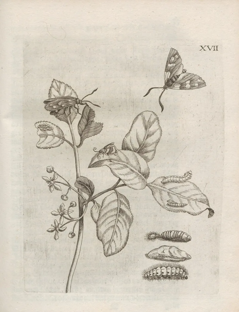 Der Raupen Wunderbare Verwandelung Und Sonderbare Blumen Nahrung Pl 068