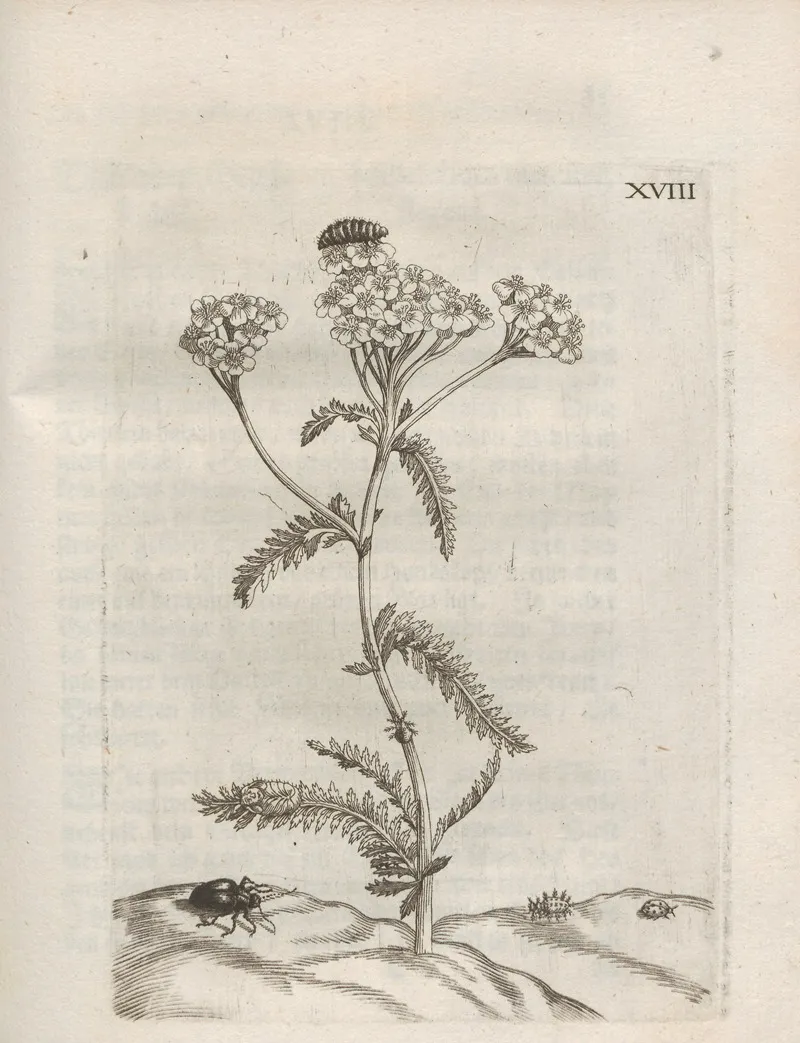 Der Raupen Wunderbare Verwandelung Und Sonderbare Blumen Nahrung Pl 069