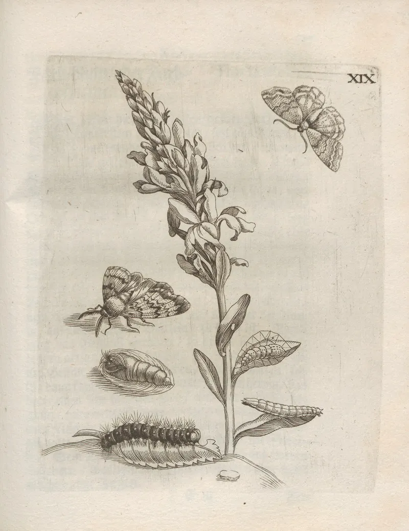Der Raupen Wunderbare Verwandelung Und Sonderbare Blumen Nahrung Pl 070